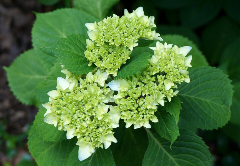 Plant flower bloom leaves