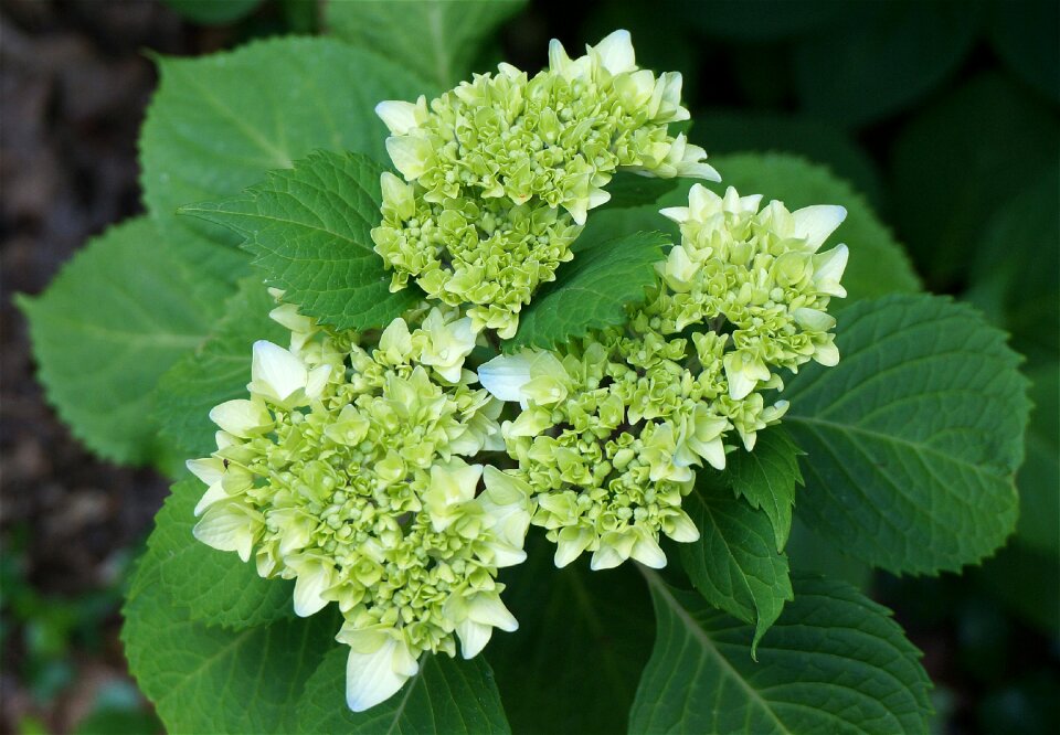 Plant flower bloom leaves photo