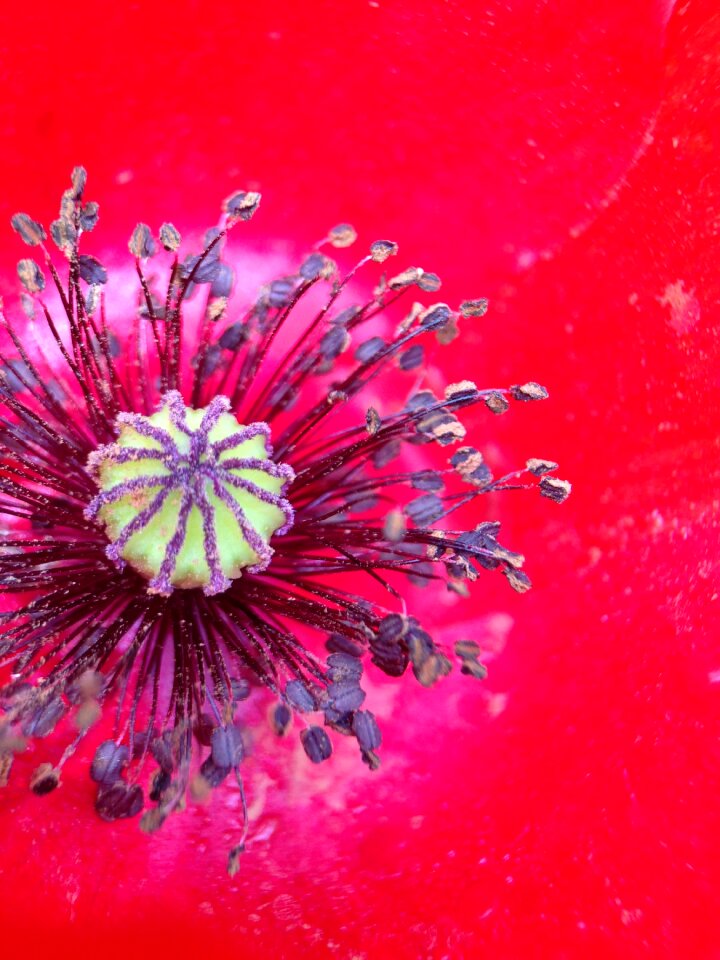 Poppy flower red