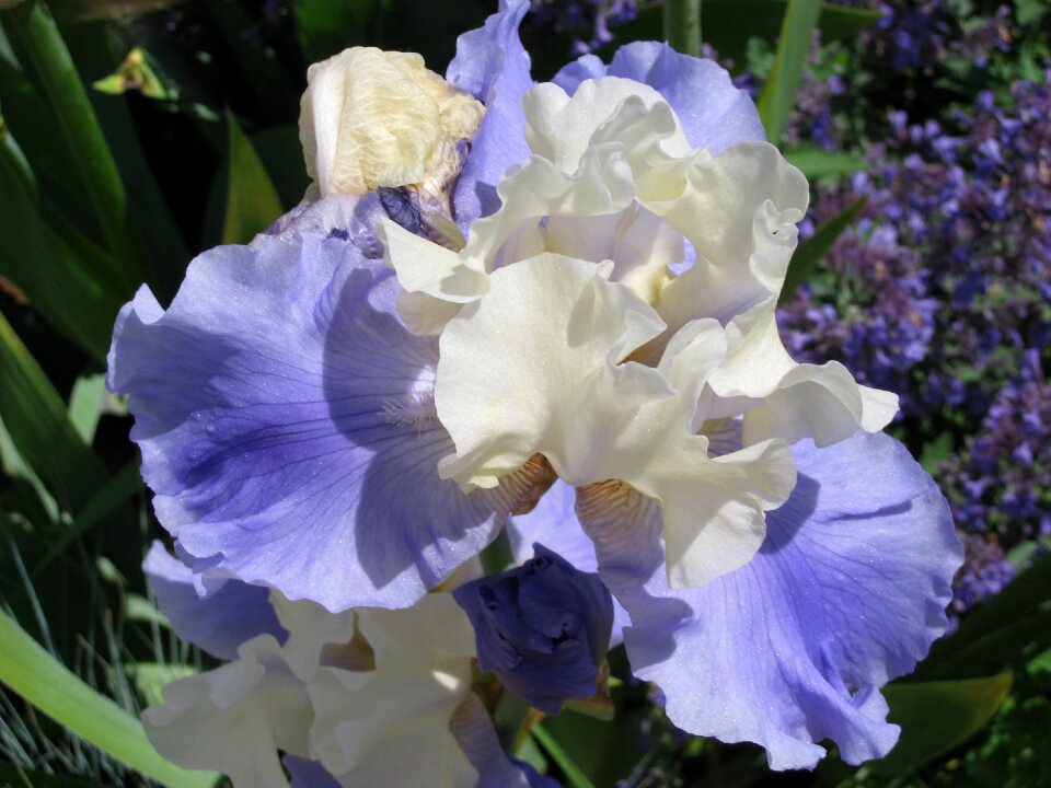 Flora garden blossom