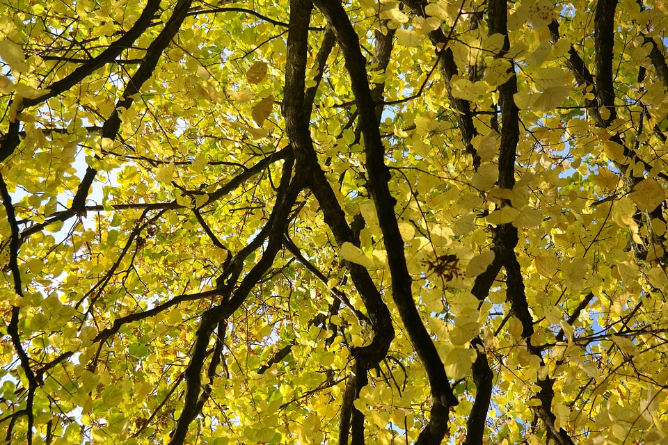 Fall color leaves yellow