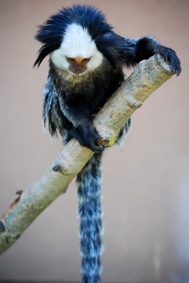 Monkey blue white