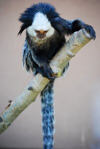 Monkey blue white