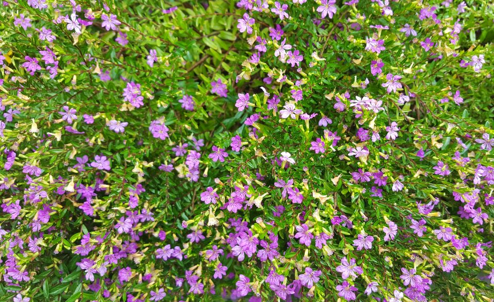 Elfin herb flowers pink flowers