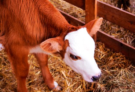 Calf baby cow