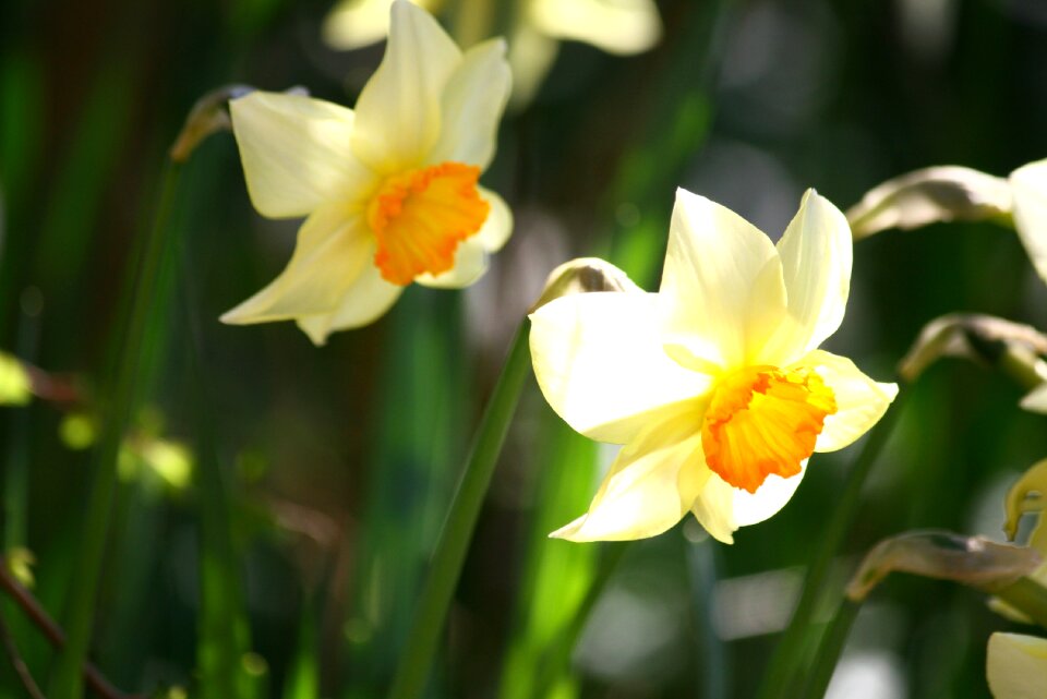Bulbs flowers garden