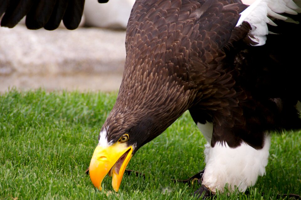 Raptor bird of prey animal