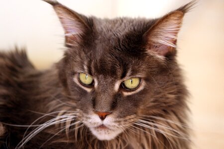 Domestic cat breed mustache