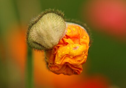 Bud folded mohngewaechs photo