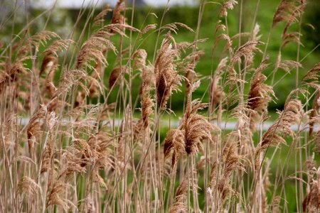 Reed bank idyllic