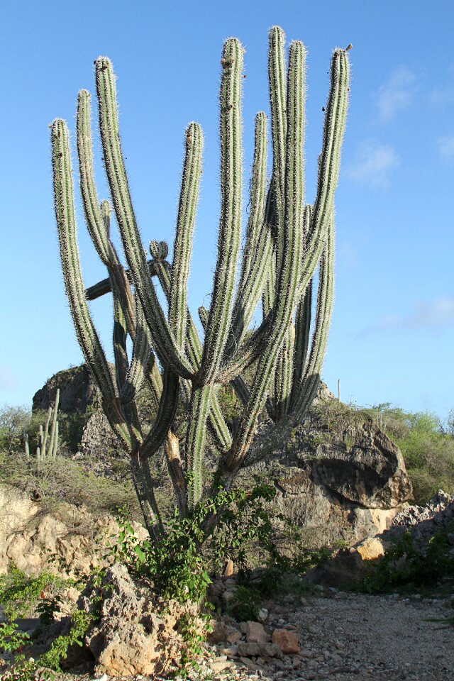 Prickly nature plant
