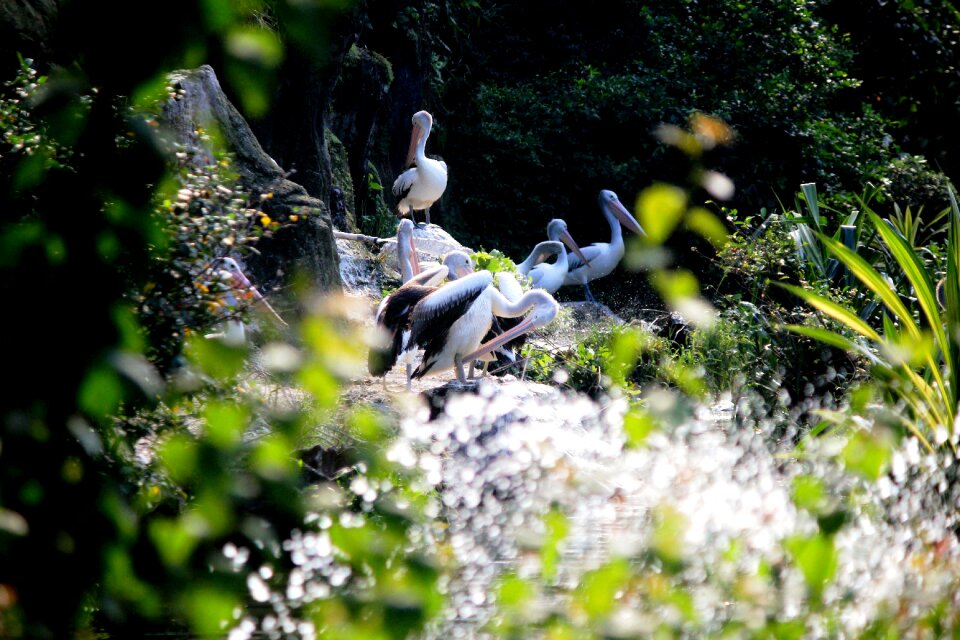 Zoo nature