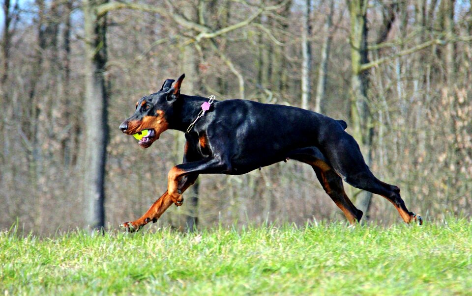 Doberman game outdoors