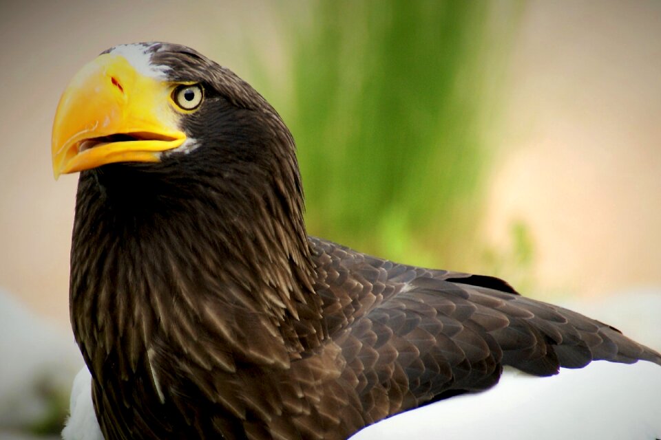 Raptor animal nature
