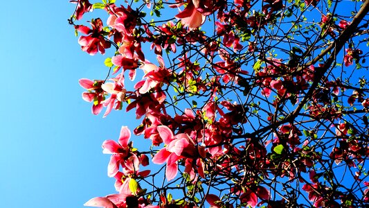 Magnolia now magnolia spring