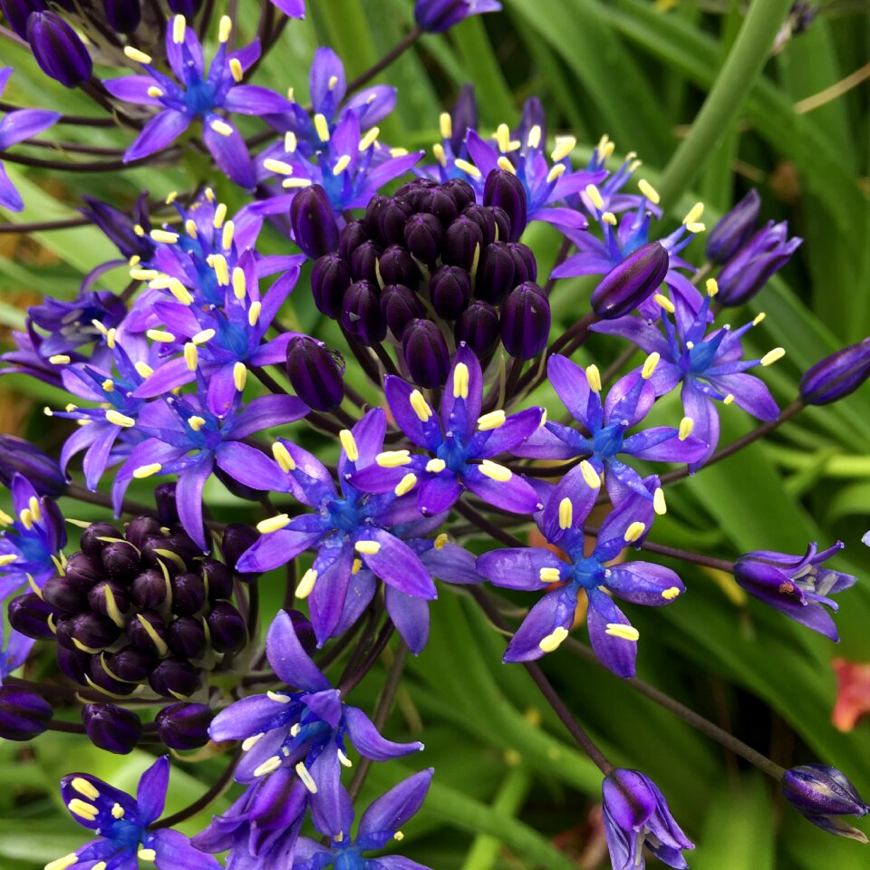 Shiraperubiana purple flower bed of flowers