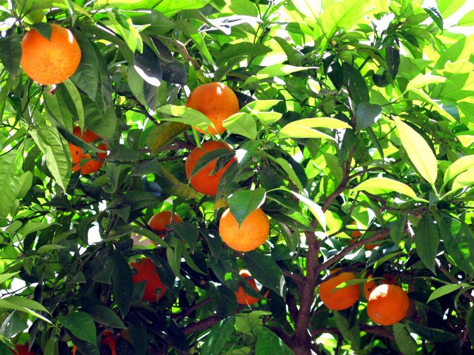 Nature fruit fresh