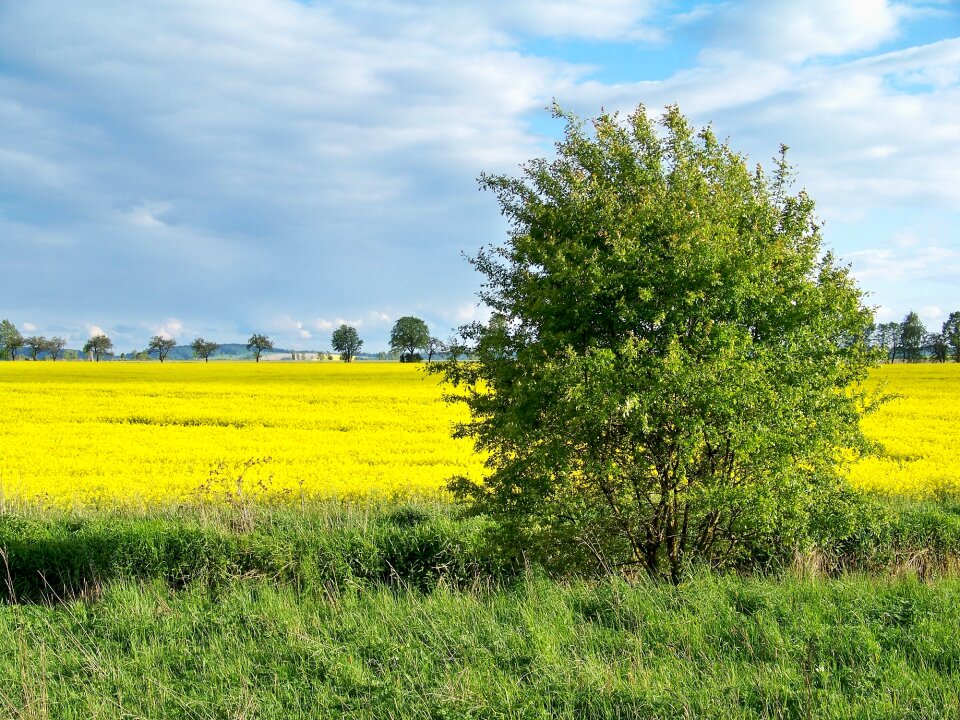 Flower blades of grass pastures