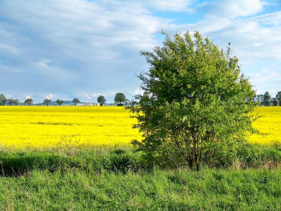 Flower blades of grass pastures photo