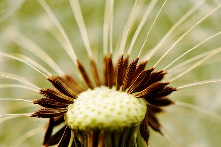 Flower close up pointed flower photo