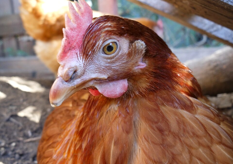 Poultry brown farm