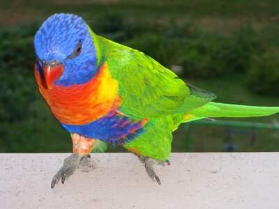 Sydney australia green rainbow