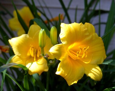 Colorful yellow petal
