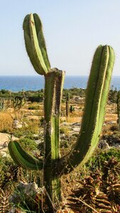 Cactus thorns plant