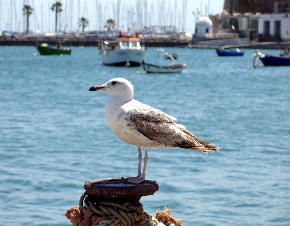 Cascais portugal boat