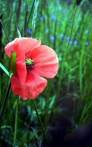 Flowers nature red