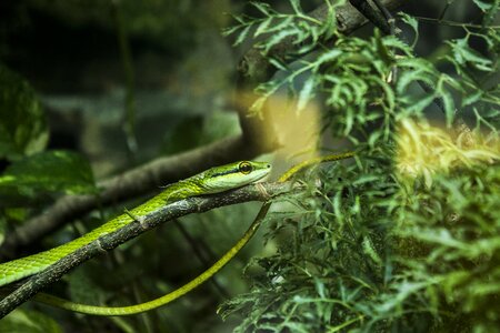 Snake herbivorous zoo