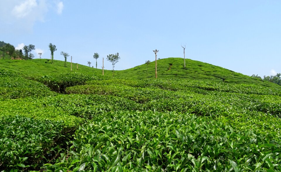 Plantation estate shree ganga