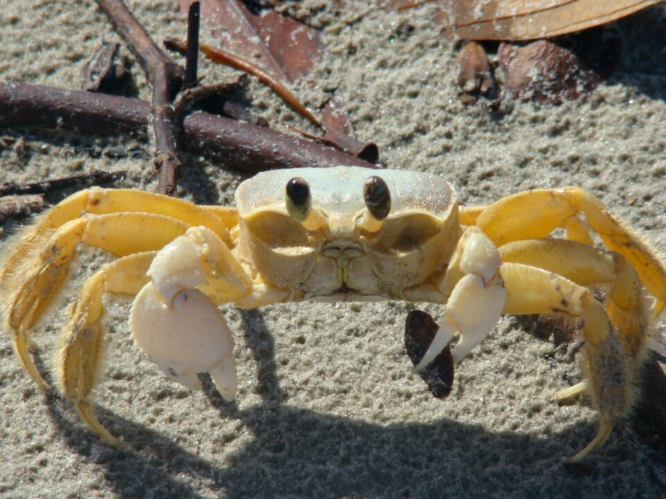 Animal sand nature