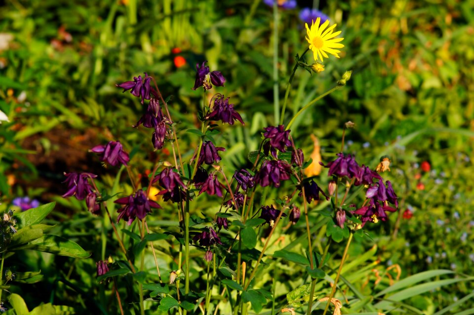 Flower purple filigree garden
