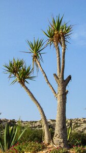 Cactus thorns plant