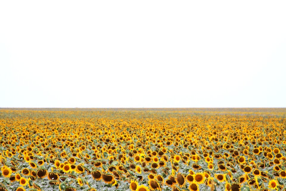 Fields flowers