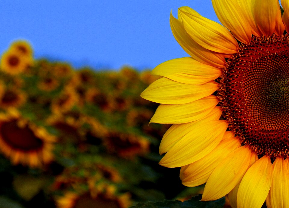 Flower canon ventures