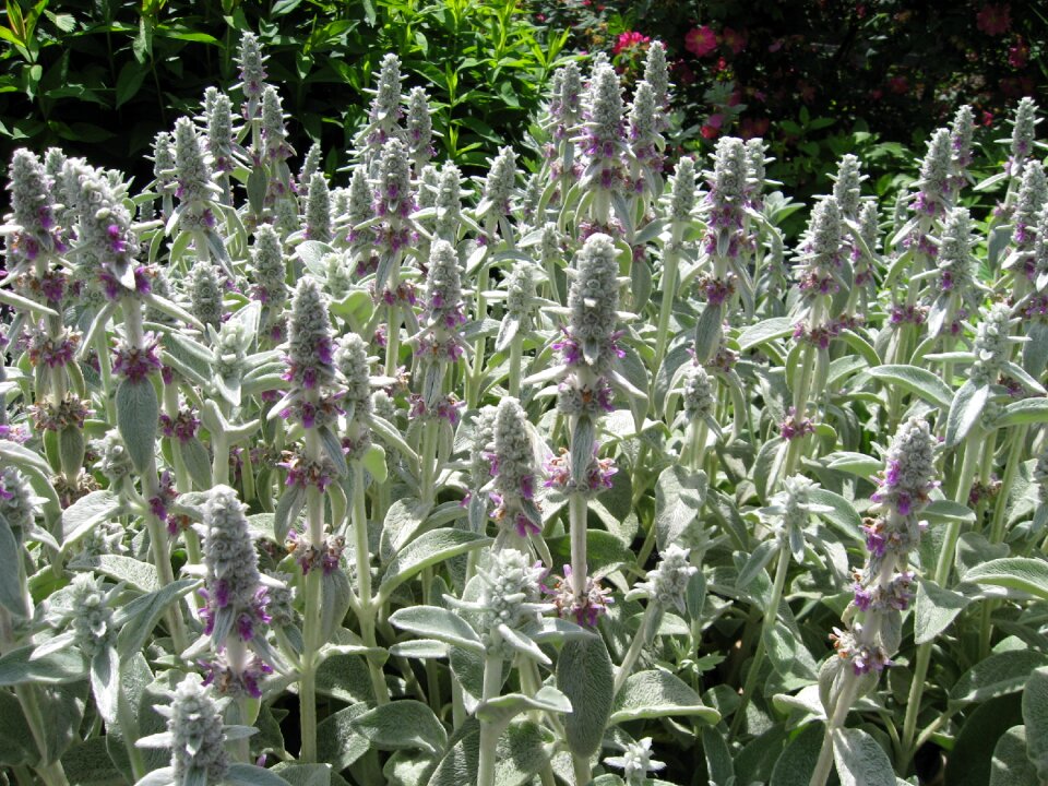 Garden botany botanical