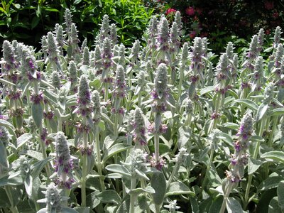 Garden botany botanical