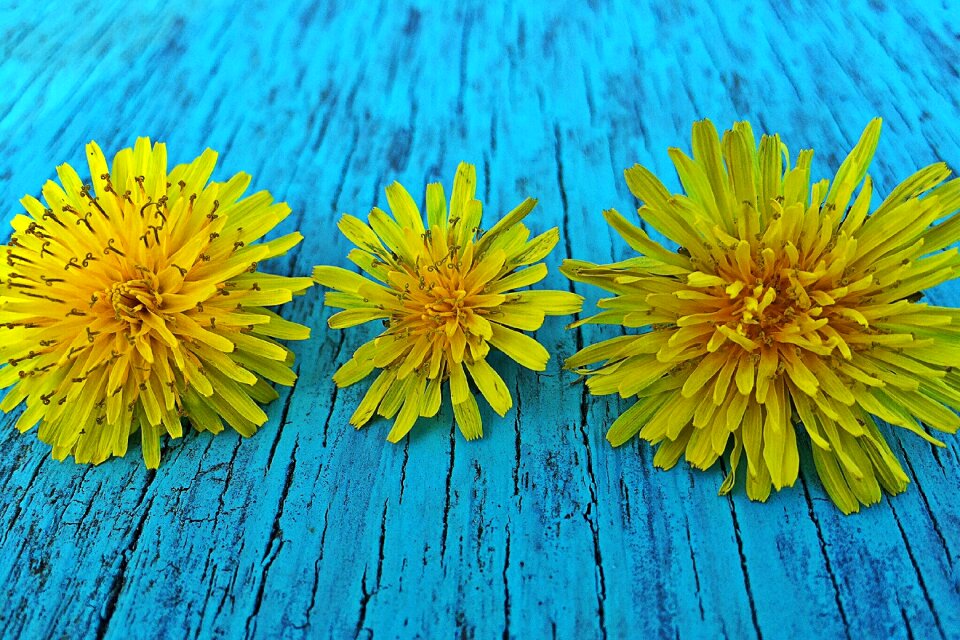 Flower wild