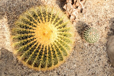 Nature green prickly