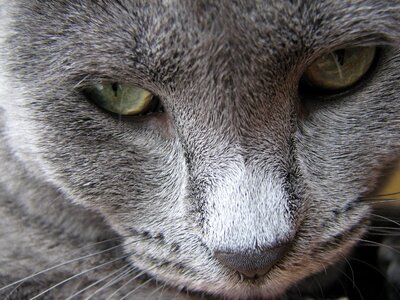 Grey cat grey feline pet photo
