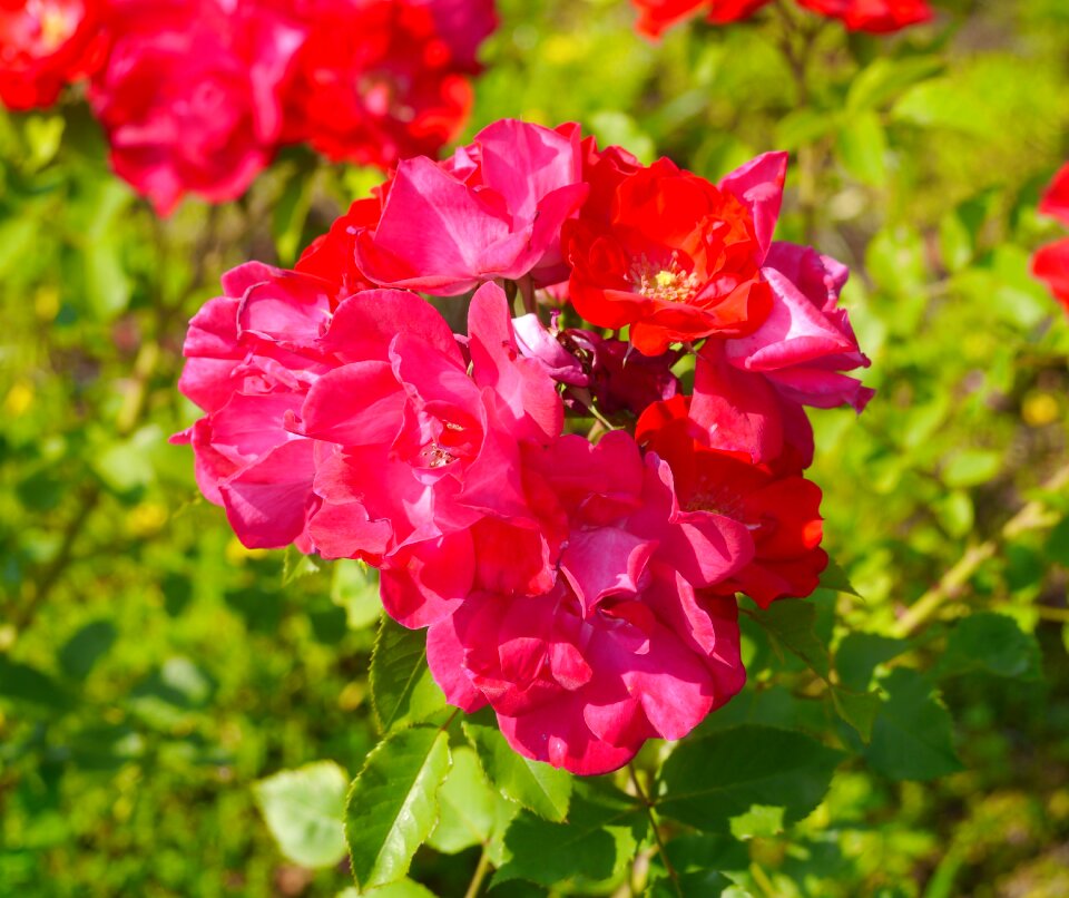 Red orange intense