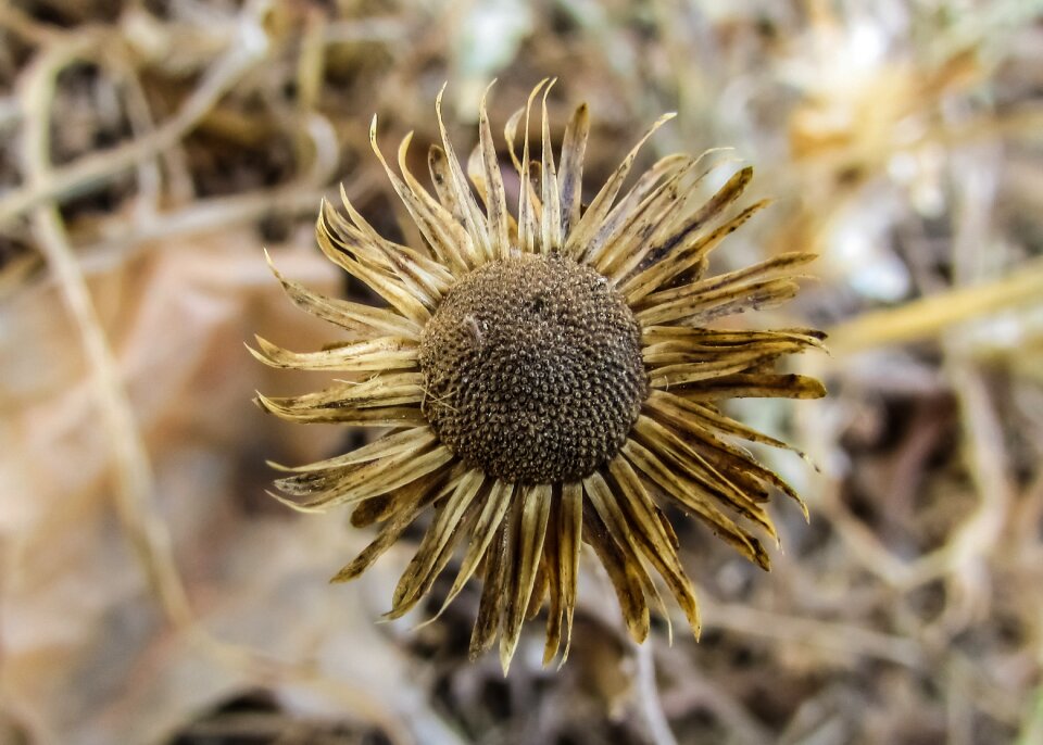 Aridity nature plant