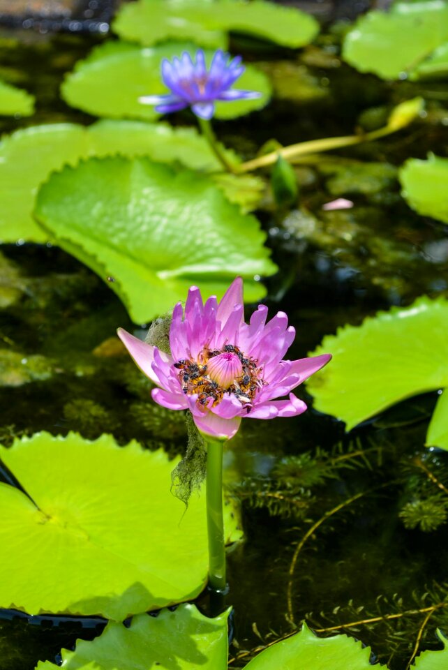Water plants flower bright