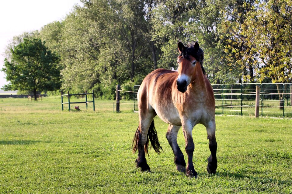 Mare pasture paddock