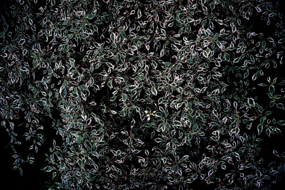 Leaves leaf nature