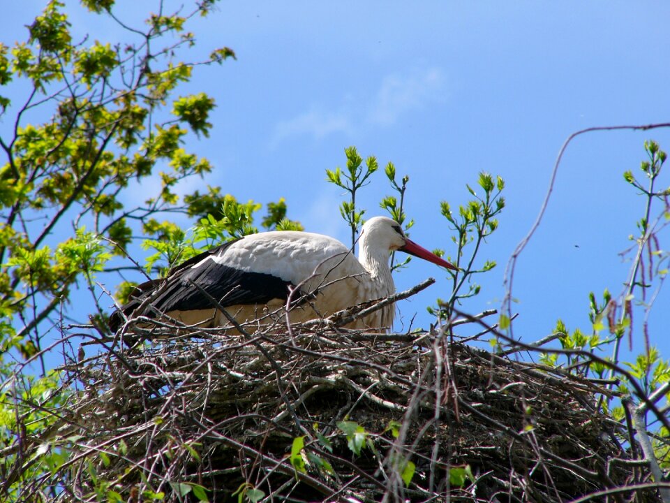 Nest nature animal