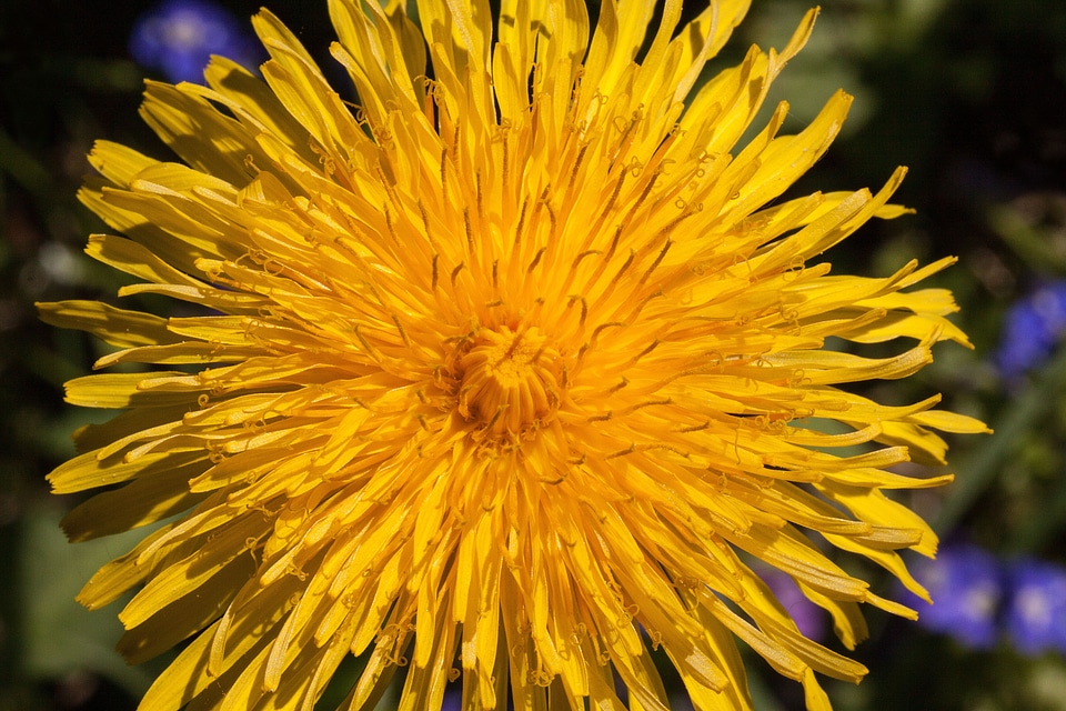 Taraxacum ruderalia composites