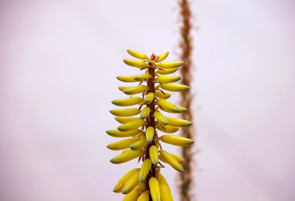 Nature plant yellow